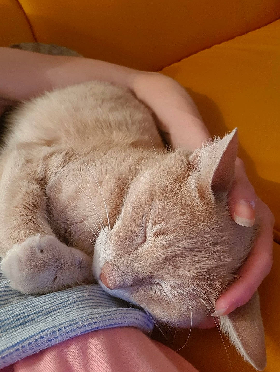 Simba participe au concours pour gagner de l'argent avec cette photo : carnivore, cat, claw, comfort, domestic_short_haired_cat, ear, fawn, felidae, fur, human_leg, linens, nap, paw, sleep, small_to_medium_sized_cats, snout, tail, whiskers, wool, wrinkle