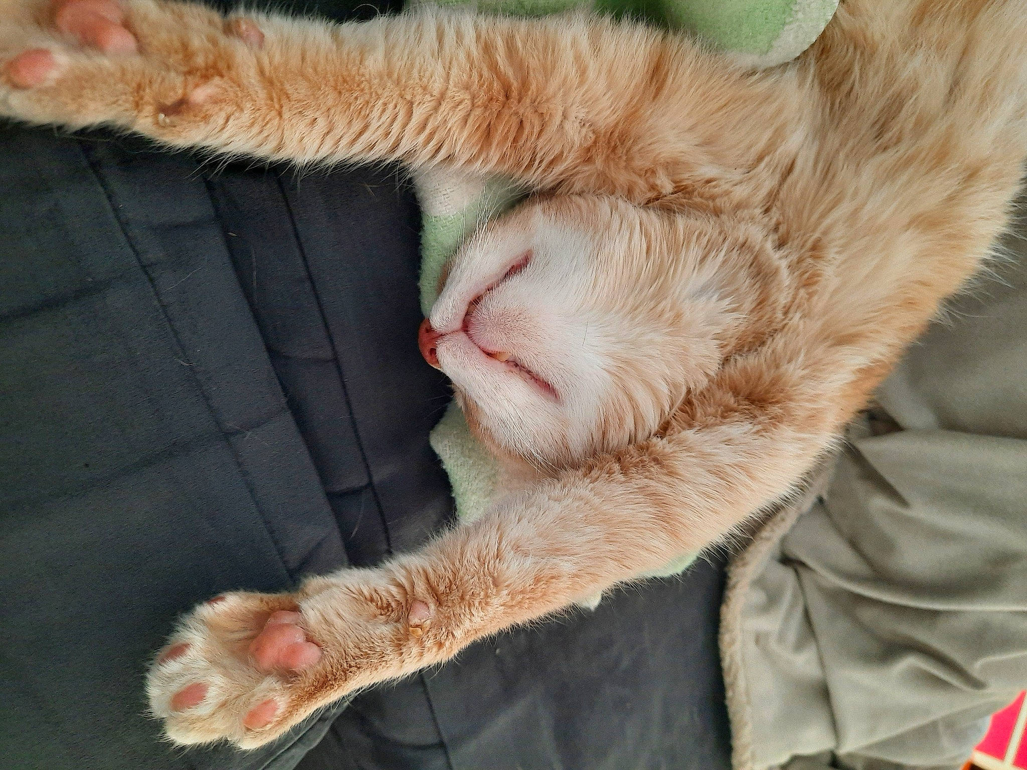 Maïtika participe au concours pour gagner de l'argent avec cette photo : carnivore, cat, claw, comfort, domestic_short_haired_cat, ear, fawn, felidae, fur, gesture, logo, mammal, nail, nap, paw, small_to_medium_sized_cats, snout, tail, terrestrial_animal, whiskers