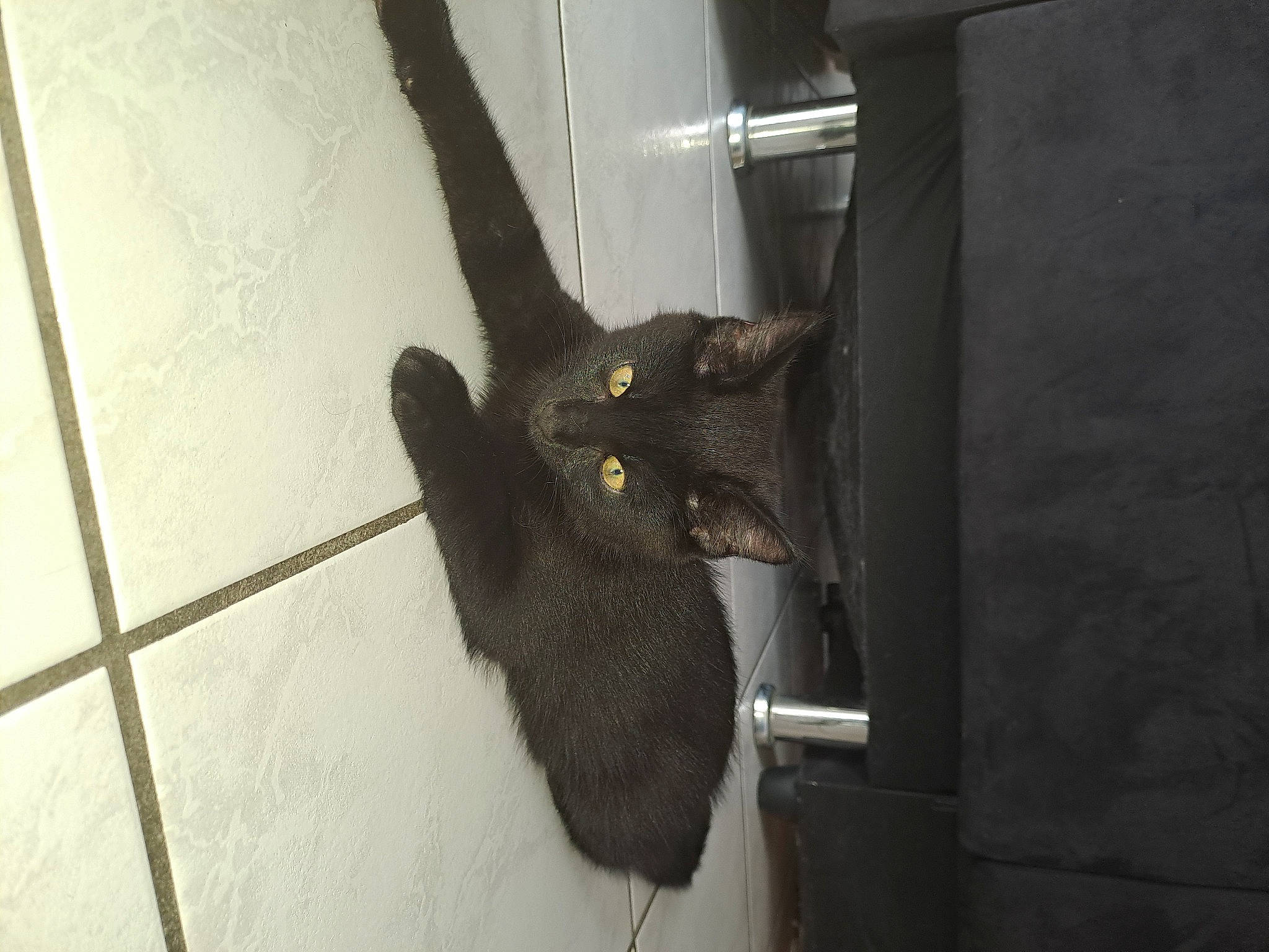 Shiva participe au concours pour gagner de l'argent avec cette photo : animal_shelter, black_cat, carnivore, cat, claw, dog_breed, domestic_short_haired_cat, felidae, flooring, fur, small_to_medium_sized_cats, tail, terrestrial_animal, whiskers, wood