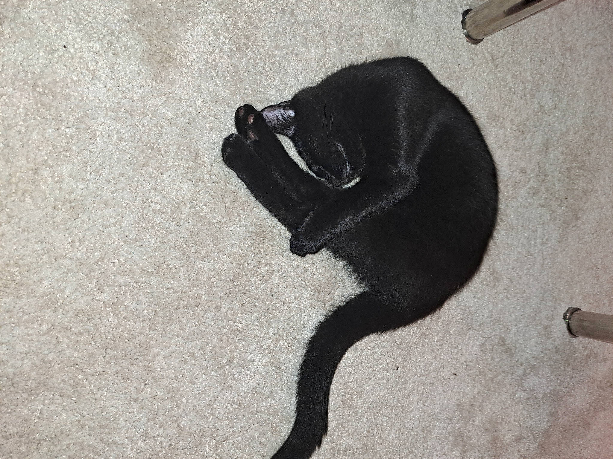 Shiva participe au concours pour gagner de l'argent avec cette photo : black_cat, carnivore, cat, comfort, dog, dog_breed, fawn, felidae, floor, flooring, grey, paw, shadow, small_to_medium_sized_cats, snout, sporting_group, tail, terrestrial_animal, tints_and_shades, whiskers