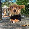dog, small_dog, fluffy, ear_flop, black_shirt, outdoor, park, sunlight, leafy, stone_surface, animal, pet, cute, portrait, canine, nature, relaxed, daylight, background_building, close_up
