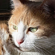 Hihou a rejoint le concours — aidez-le/la à gagner de superbes lots ! cat, close_up, orange_cat, white_fur, whiskers, green_eyes, pet, animal, feline, sunlight, portrait, domestic_cat, face, fur, cute, relaxed, indoor, soft_light, nose, ears