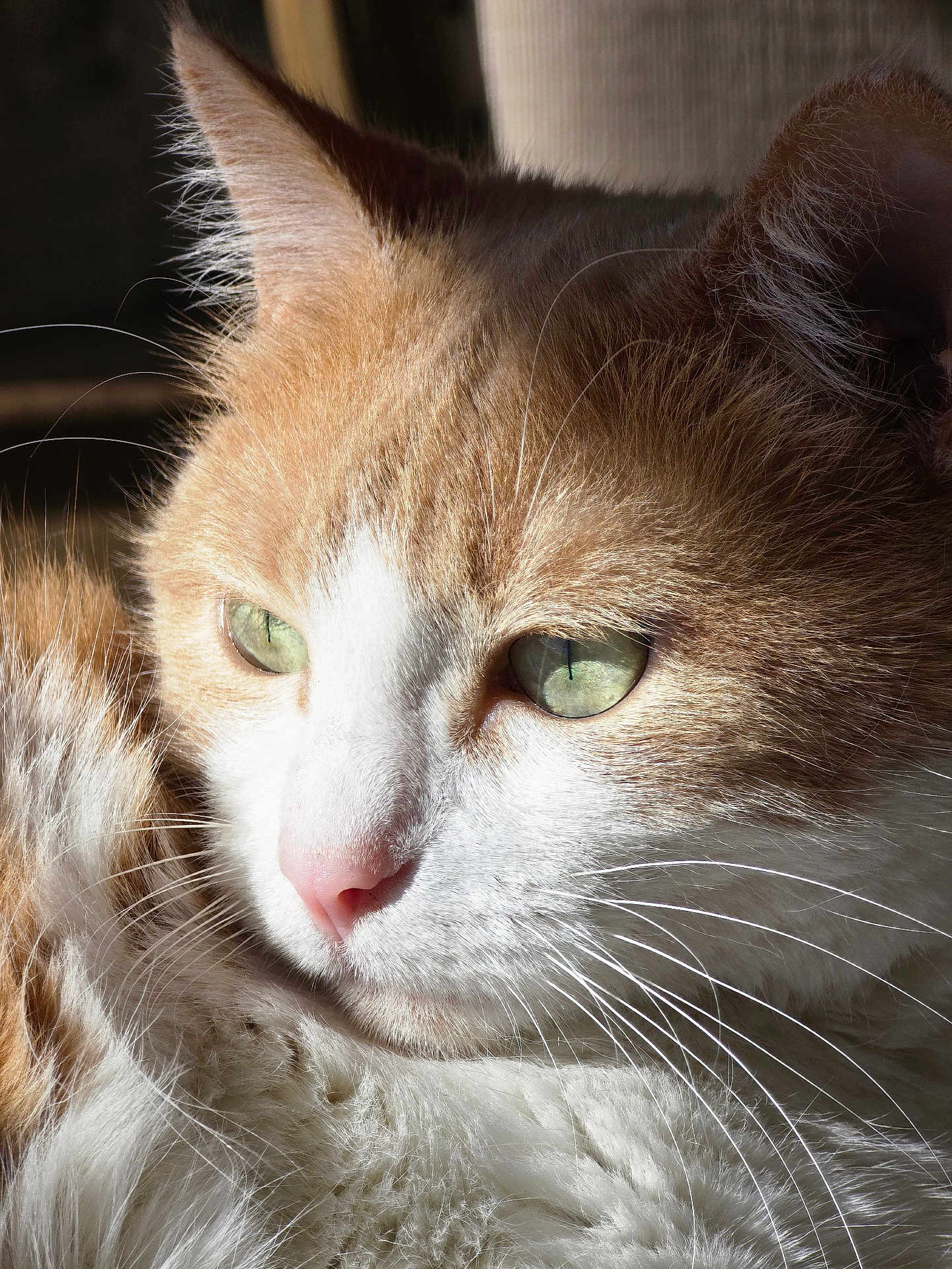Hihou a rejoint le concours — aidez-le/la à gagner de superbes lots ! cat, close_up, orange_cat, white_fur, whiskers, green_eyes, pet, animal, feline, sunlight, portrait, domestic_cat, face, fur, cute, relaxed, indoor, soft_light, nose, ears