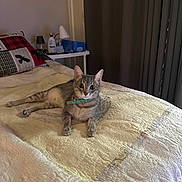 Georgie joined the competition — help win amazing prizes! cat, tabby_cat, bed, quilt, pillow, lamp, nightstand, indoor, pet, feline, collar, tissue_box, lotion_bottle, curtains, resting, alert, wide_eyes, gray_cat, domestic_cat, cozy