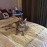 cat, tabby_cat, bed, quilt, pillow, lamp, nightstand, indoor, pet, feline, collar, tissue_box, lotion_bottle, curtains, resting, alert, wide_eyes, gray_cat, domestic_cat, cozy