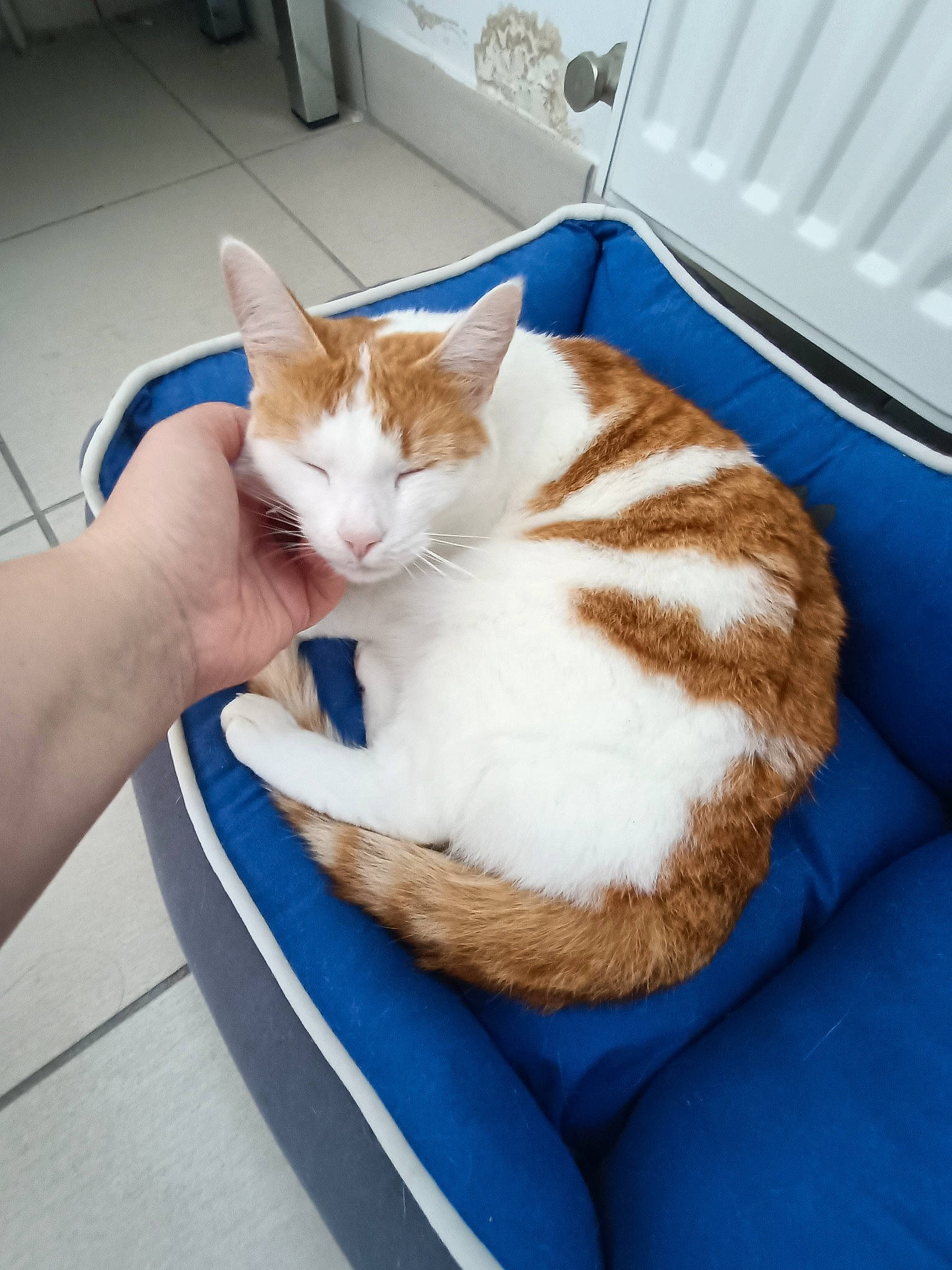 Crevette a rejoint le concours — aidez-le/la à gagner de superbes lots ! carnivore, cat, cat_supply, comfort, companion_dog, domestic_short_haired_cat, fawn, felidae, flooring, fur, lap, linens, mammal, nap, paw, pet_supply, small_to_medium_sized_cats, tail, whiskers, wood