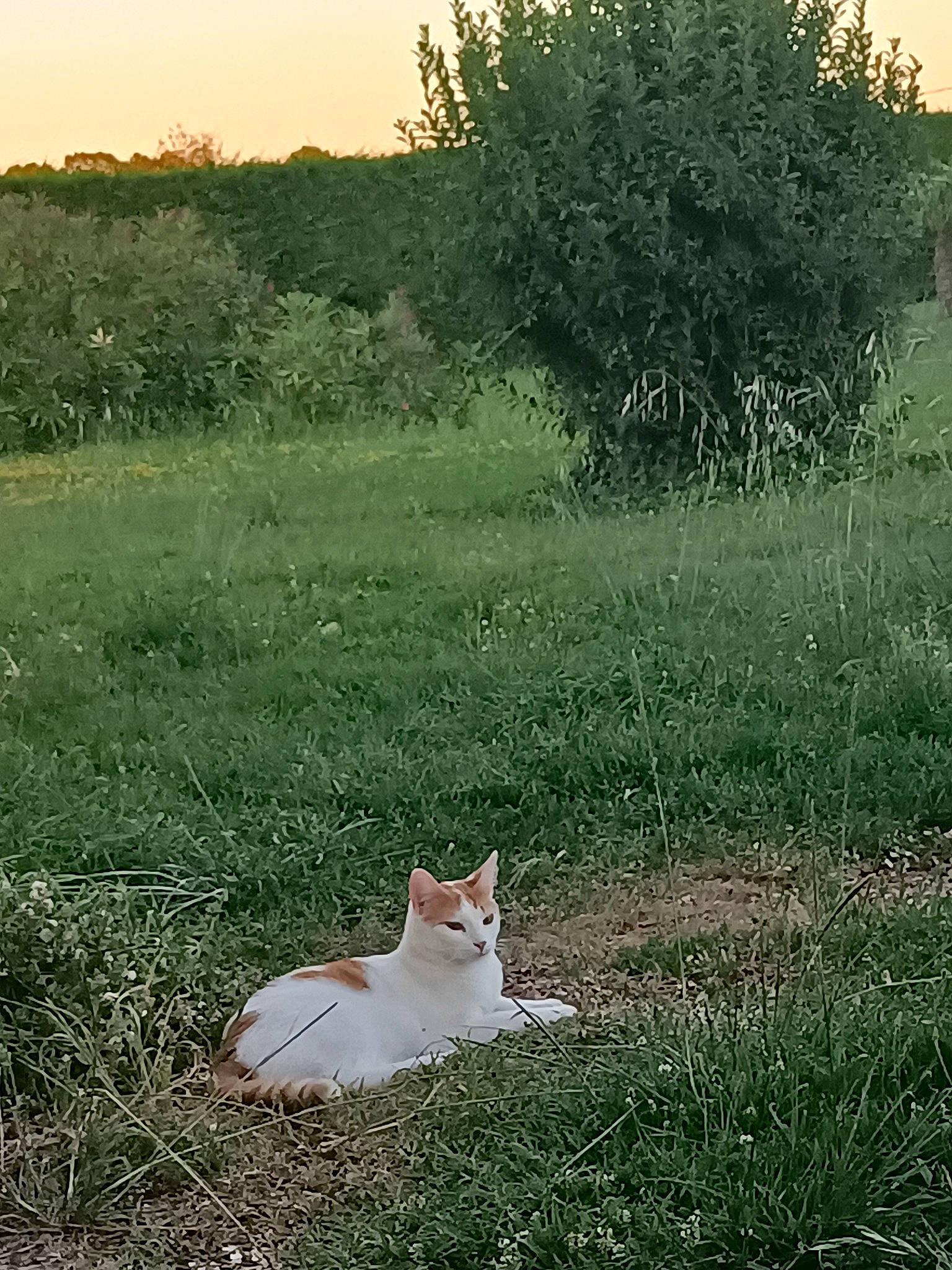 Crevette a rejoint le concours — aidez-le/la à gagner de superbes lots ! carnivore, cat, fawn, felidae, grass, grass_family, grassland, horizon, landscape, meadow, natural_landscape, plant, prairie, sky, small_to_medium_sized_cats, tail, terrestrial_animal, tree, vegetation, whiskers