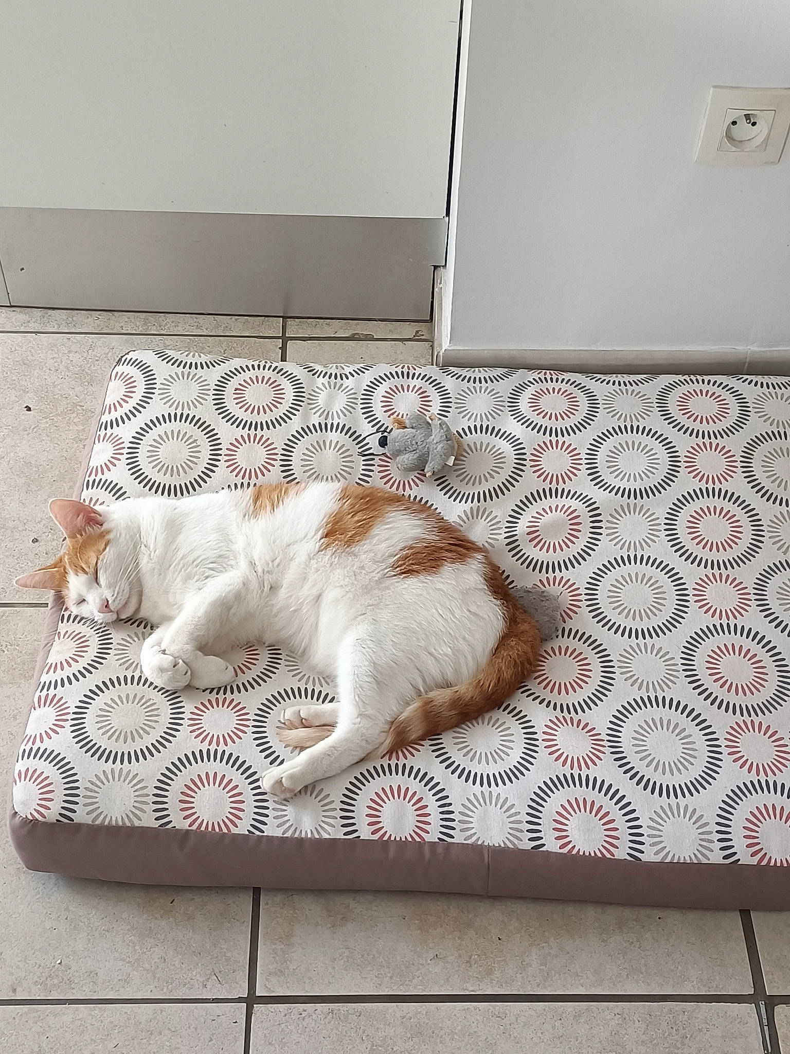 Crevette participe au concours pour gagner de l'argent avec cette photo : carnivore, cat, comfort, companion_dog, domestic_short_haired_cat, felidae, floor, flooring, fur, grey, hardwood, linens, paw, rectangle, room, small_to_medium_sized_cats, tail, textile, whiskers, wood