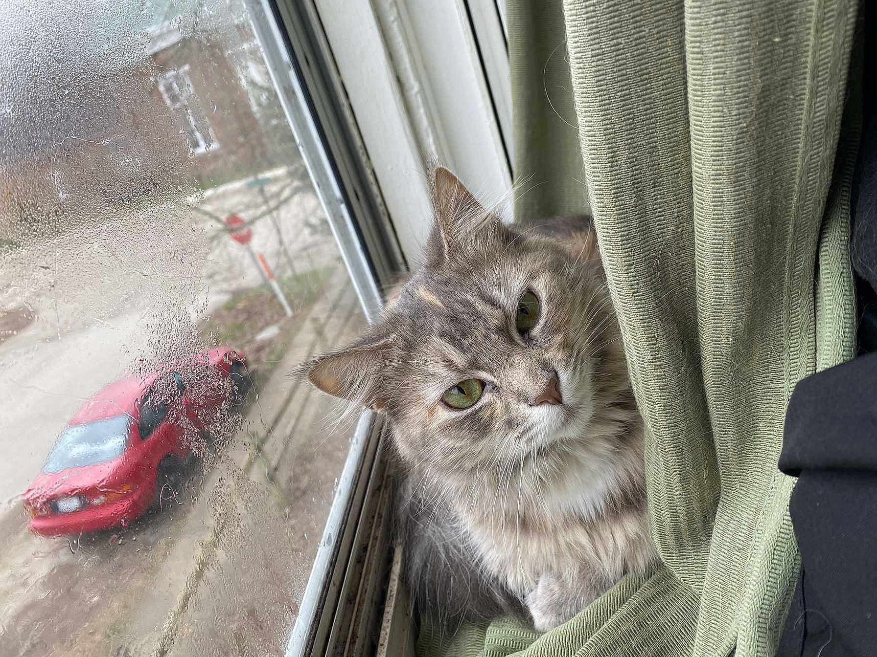 Cora joined the competition — help win amazing prizes! automotive_lighting, car, carnivore, cat, domestic_short_haired_cat, door, fawn, felidae, grey, motor_vehicle, small_to_medium_sized_cats, snout, tire, vehicle, vehicle_door, whiskers, window, windscreen_wiper, windshield, wood