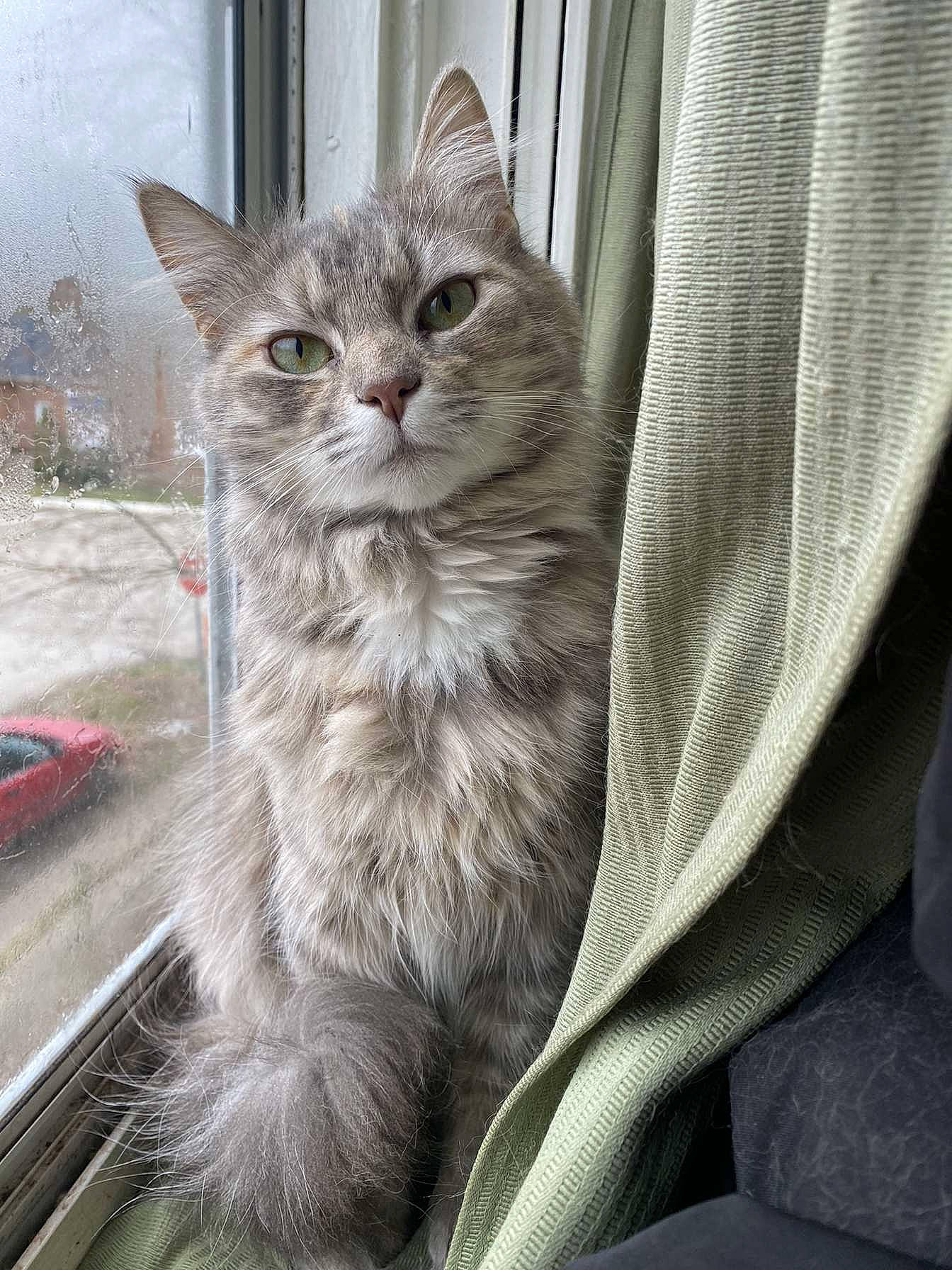 Cora is registered to the contest to win money with this photo: carnivore, cat, claw, comfort, curtain, domestic_short_haired_cat, felidae, fur, grey, plant, small_to_medium_sized_cats, snout, terrestrial_animal, whiskers, window