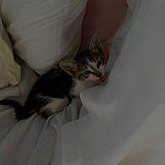 Yuki is registered to the contest to win money with this photo: kitten, cat, pet, animal, cute, small, feline, fur, whiskers, ears, bed, blanket, soft, resting, indoor, young, cozy, sleepy, domestic, comfort