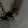 kitten, cat, pet, animal, cute, small, feline, fur, whiskers, ears, bed, blanket, soft, resting, indoor, young, cozy, sleepy, domestic, comfort