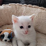 Ari participe au concours pour gagner de l'argent avec cette photo : kitten, white_cat, pet_bed, plush_toy, stuffed_animal, soft_texture, cute, animal, indoor, cozy, young_animal, feline, resting, close_up, domestic_cat, small_pet, fluffy, relaxing, toy, companion
