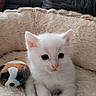 kitten, white_cat, pet_bed, plush_toy, stuffed_animal, soft_texture, cute, animal, indoor, cozy, young_animal, feline, resting, close_up, domestic_cat, small_pet, fluffy, relaxing, toy, companion