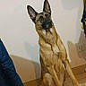 dog, german_shepherd, indoor, tile_floor, sitting, pet, animal, ears_up, looking_up, brown, black, fur, canine, companion, house, floor, wall, coat, shadow, attention