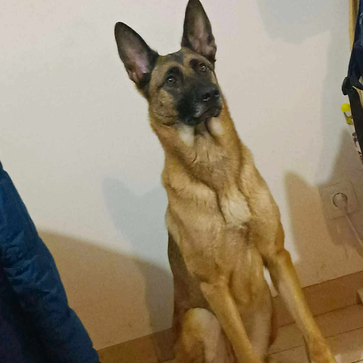 Xena a rejoint le concours — aidez-le/la à gagner de superbes lots ! dog, german_shepherd, indoor, tile_floor, sitting, pet, animal, ears_up, looking_up, brown, black, fur, canine, companion, house, floor, wall, coat, shadow, attention