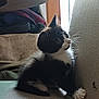 kitten, cat, black_and_white, whiskers, couch, indoor, window_light, curious, furniture, pet, furry, young_animal, sitting, side_view, cozy, domestic_animal, texture, paw, natural_light, resting
