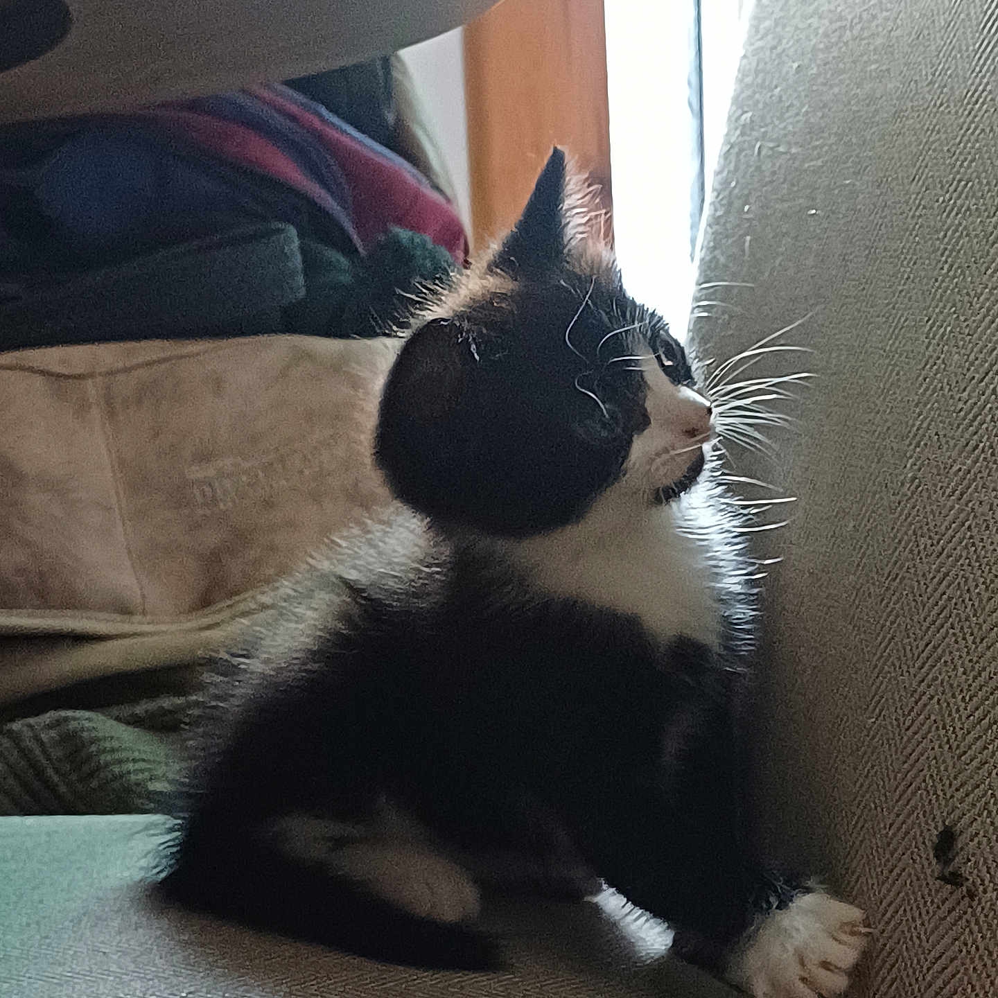 Brynn joined the competition — help win amazing prizes! black_and_white, cat, couch, cozy, curious, domestic_animal, furniture, furry, indoor, kitten, natural_light, paw, pet, resting, side_view, sitting, texture, whiskers, window_light, young_animal