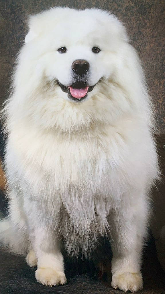 Pandor a rejoint le concours — aidez-le/la à gagner de superbes lots ! carnivore, companion_dog, dog, dog_breed, fur, jaw, non_sporting_group, snout, sporting_group, working_animal, working_dog