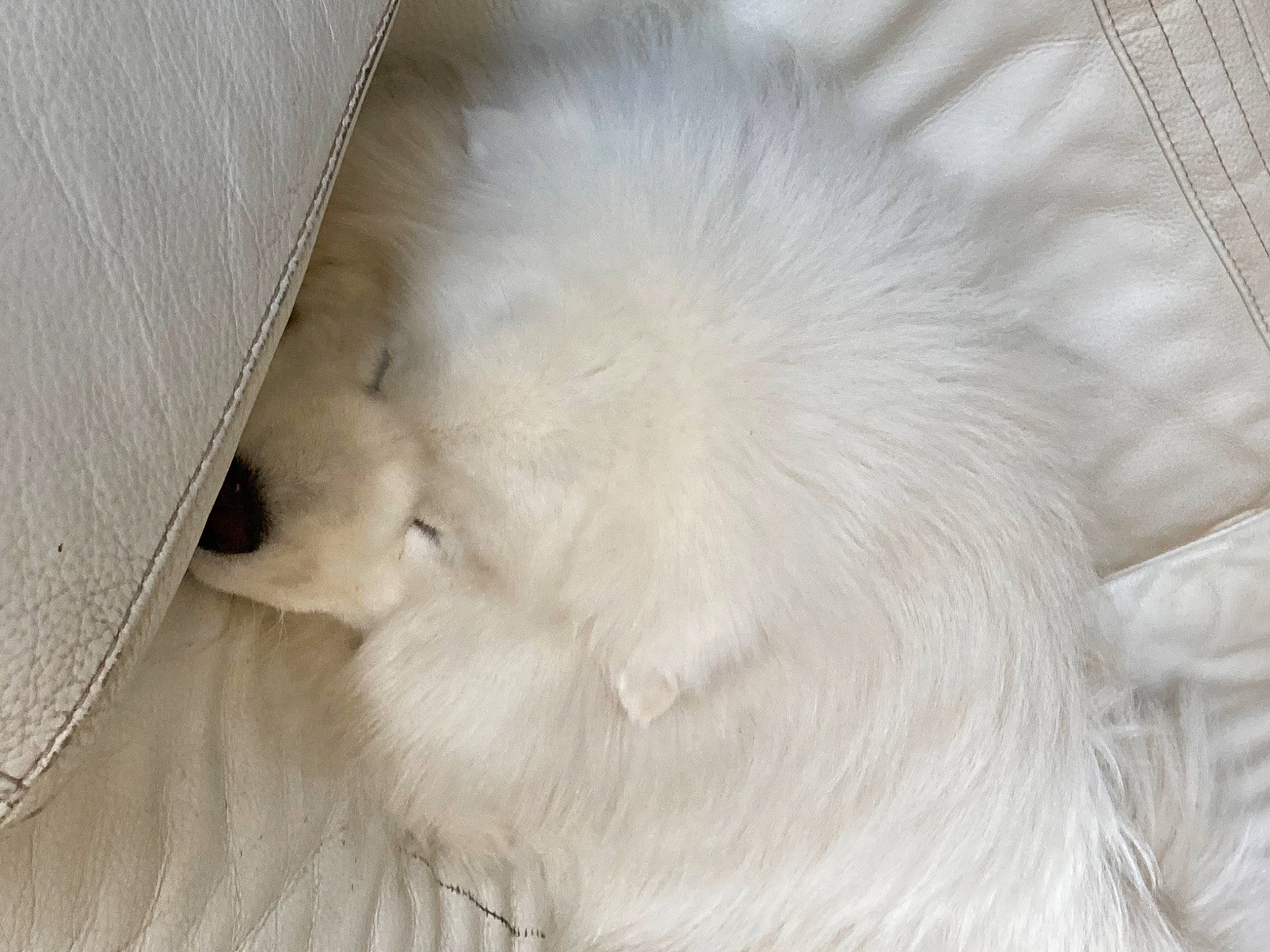 Pandor participe au concours pour gagner de l'argent avec cette photo : canidae, carnivore, claw, comfort, companion_dog, dog, dog_breed, fawn, feather, felidae, fur, japanese_spitz, paw, retriever, small_to_medium_sized_cats, tail, terrestrial_animal, whiskers, wood, working_animal