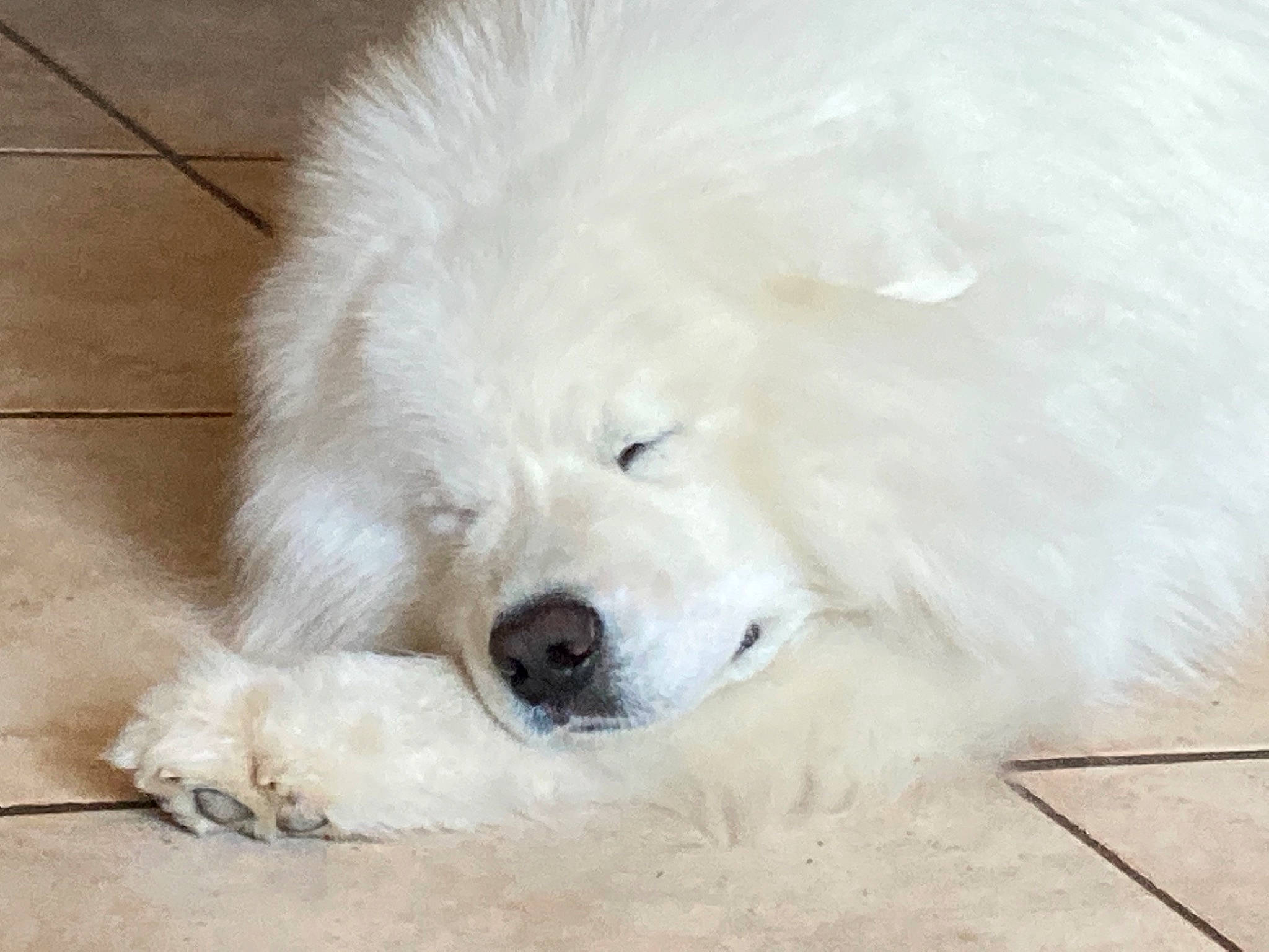 Pandor a rejoint le concours — aidez-le/la à gagner de superbes lots ! american_eskimo_dog, canidae, carnivore, companion_dog, dog, dog_breed, dog_supply, fur, german_spitz, german_spitz_mittel, indian_spitz, japanese_spitz, non_sporting_group, samoyed, spitz, sporting_group, terrestrial_animal, volpino_italiano, working_animal, working_dog