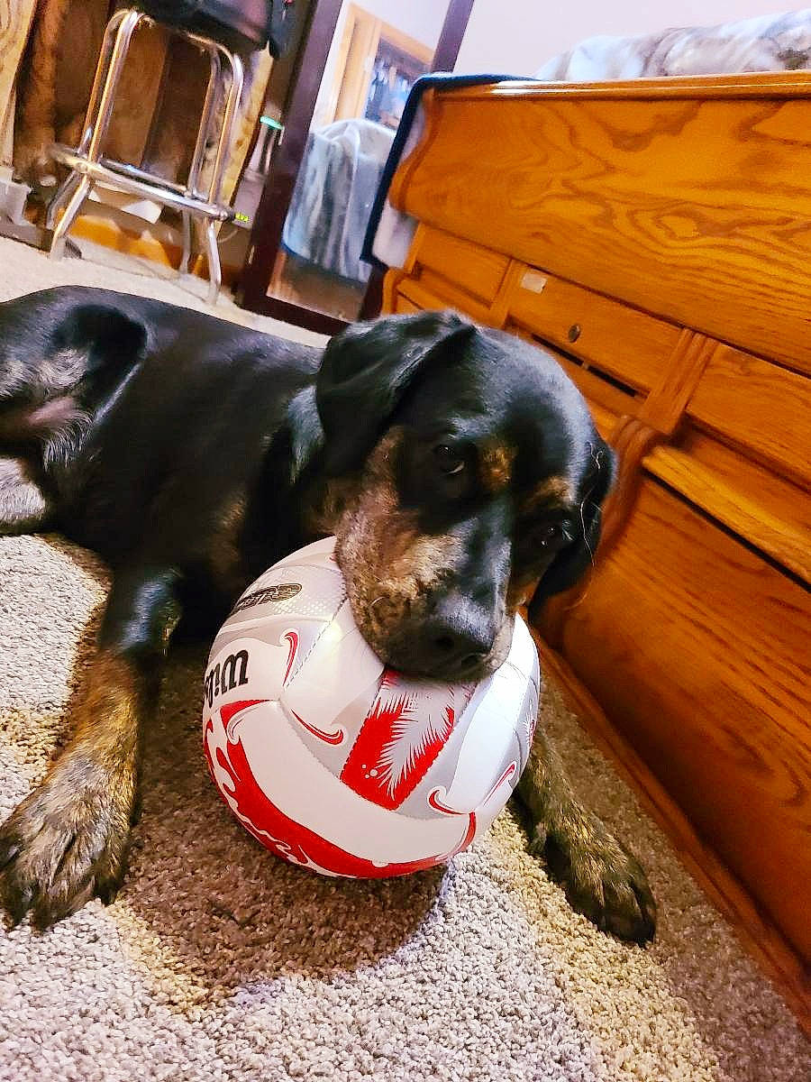 Sally joined the competition — help win amazing prizes! ball, cabinetry, canidae, carnivore, collar, companion_dog, dog, dog_breed, dog_supply, fawn, football, fur, paw, pet_supply, scent_hound, snout, sporting_group, whiskers, wood, working_animal