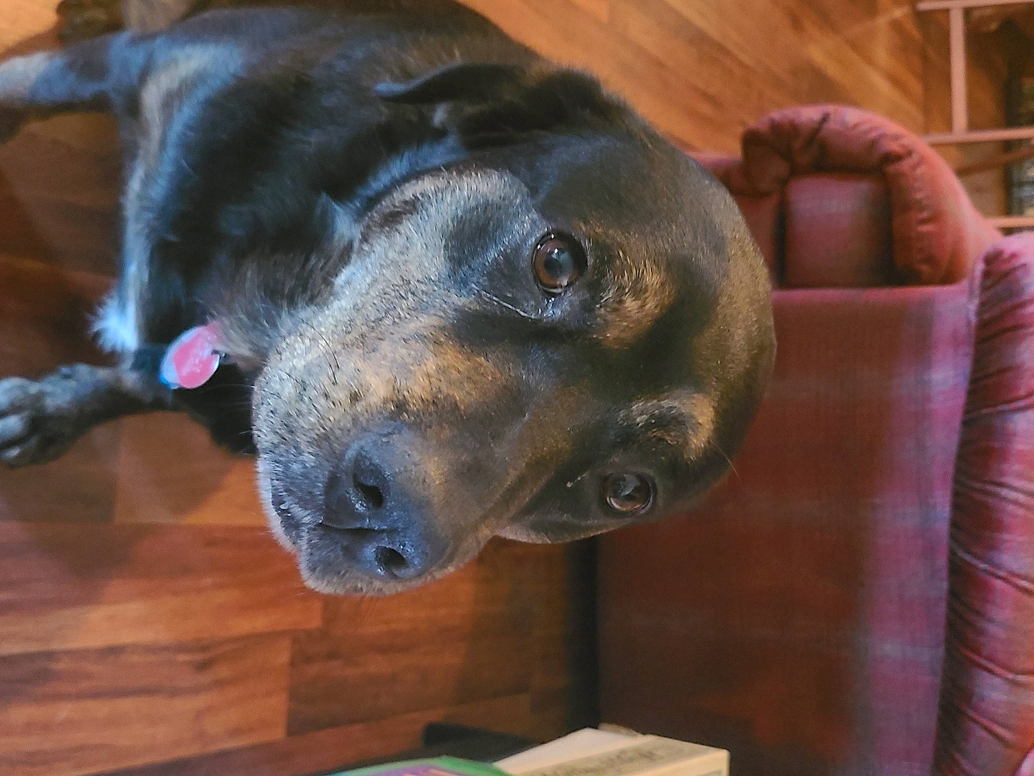 Sally is registered to the contest to win money with this photo: borador, canidae, carnivore, comfort, companion_dog, dog, dog_breed, fawn, fur, guard_dog, natural_material, non_sporting_group, pet_supply, snout, sporting_group, terrestrial_animal, whiskers, wood, working_animal, working_dog