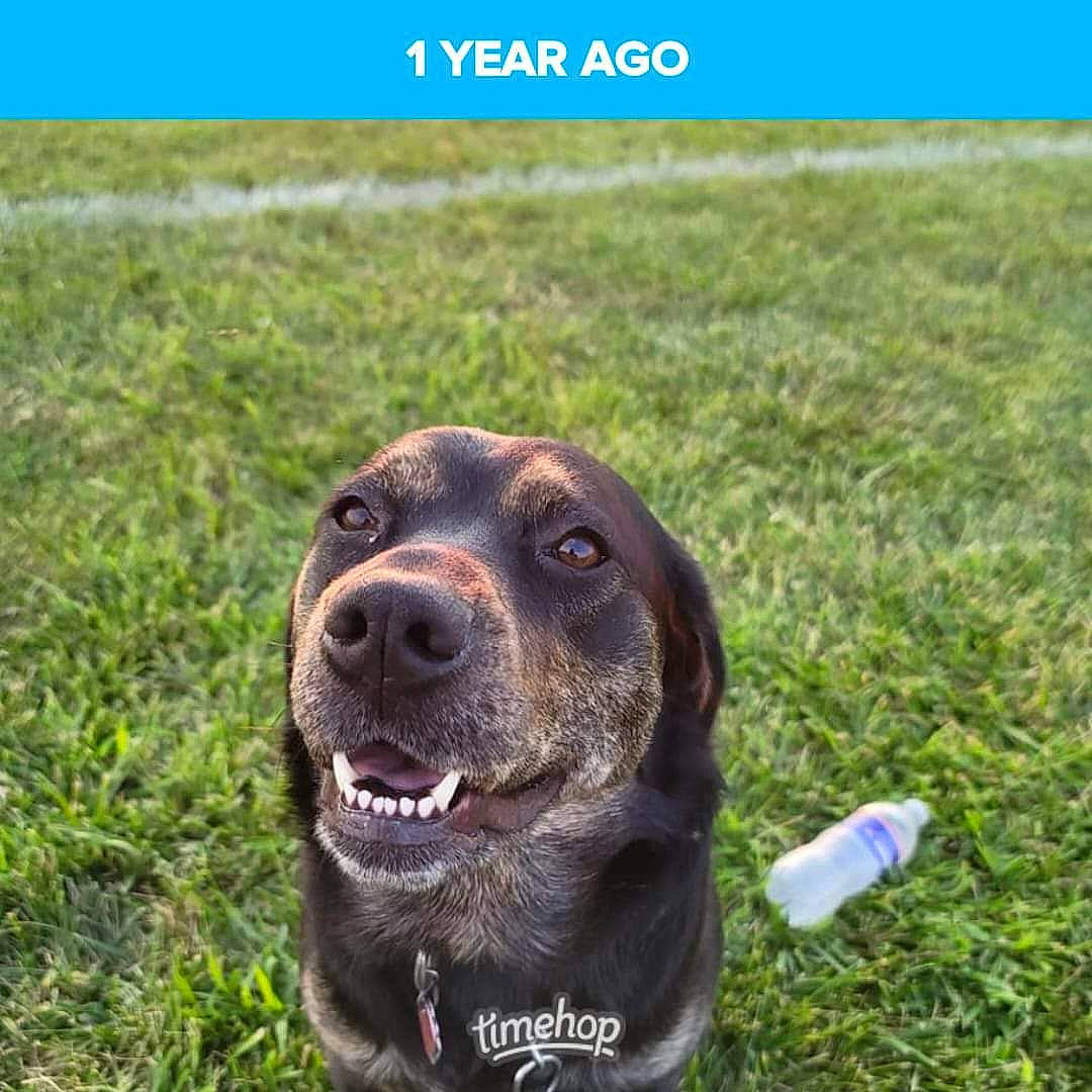 Sally is registered to the contest to win money with this photo: bottle, carnivore, collar, companion_dog, dog, dog_breed, dog_collar, fawn, grass, grassland, lawn, plant, prairie, retriever, snout, soil, terrestrial_animal, water_bottle, whiskers, working_animal