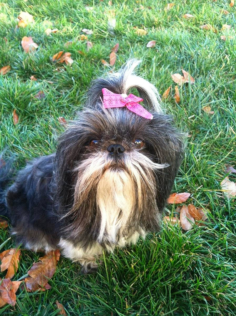Nikki is registered to the contest to win money with this photo: canidae, carnivore, companion_dog, dog, dog_breed, dog_supply, fawn, fur, grass, groundcover, liver, plant, shih_tzu, small_terrier, snout, sporting_group, terrier, toy_dog, water_dog, working_animal