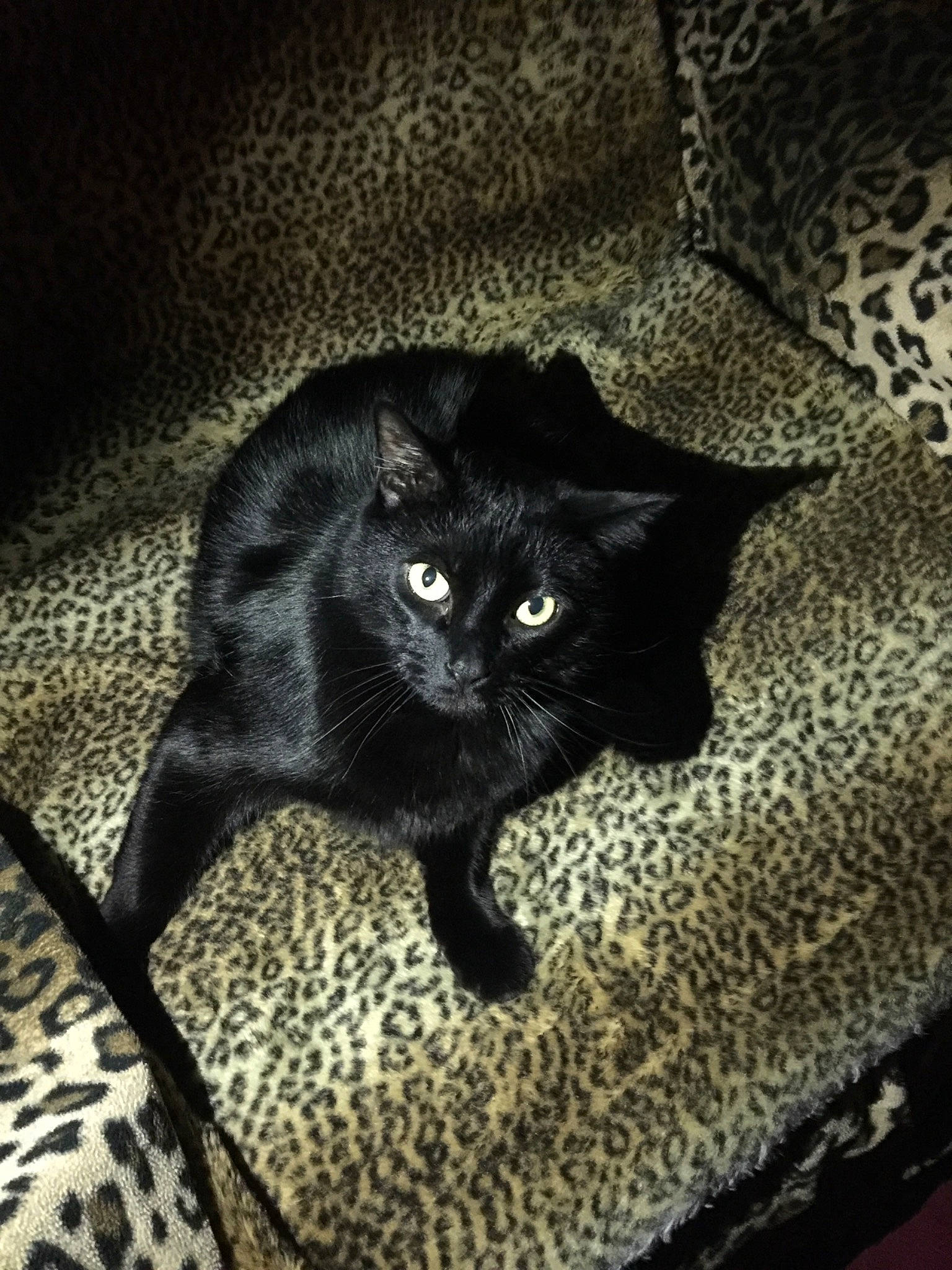 Mace is registered to the contest to win money with this photo: asian, black, black_and_white, black_cat, bombay, carnivore, cat, domestic_short_haired_cat, felidae, fur, kitten, mammal, night, sky, small_to_medium_sized_cats, tail, whiskers