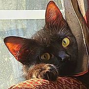 Bijou is registered to the contest to win money with this photo: cat, black_cat, yellow_eyes, paw, claws, curtain, window, sunlight, indoor, pet, feline, fur, whiskers, closeup, animal, domestic_animal, resting, curious, shadow, texture