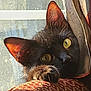 cat, black_cat, yellow_eyes, paw, claws, curtain, window, sunlight, indoor, pet, feline, fur, whiskers, closeup, animal, domestic_animal, resting, curious, shadow, texture