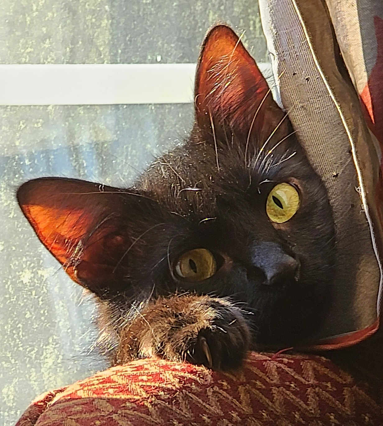 Bijou