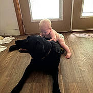 Tallulah is registered to the contest to win money with this photo: baby, child, dog, black_dog, indoor, wooden_floor, door, window, natural_light, diaper, pet, floor, animal, curious, candid, bonding, home, person, flooring, furniture