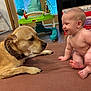 Tallulah is registered to the contest to win money with this photo: baby, dog, indoor, floor, baby_walker, mat, brown, curious, sitting, lying_down, pet, child, playful, interaction, household, furniture, smiling, bare_skin, animal, friendship