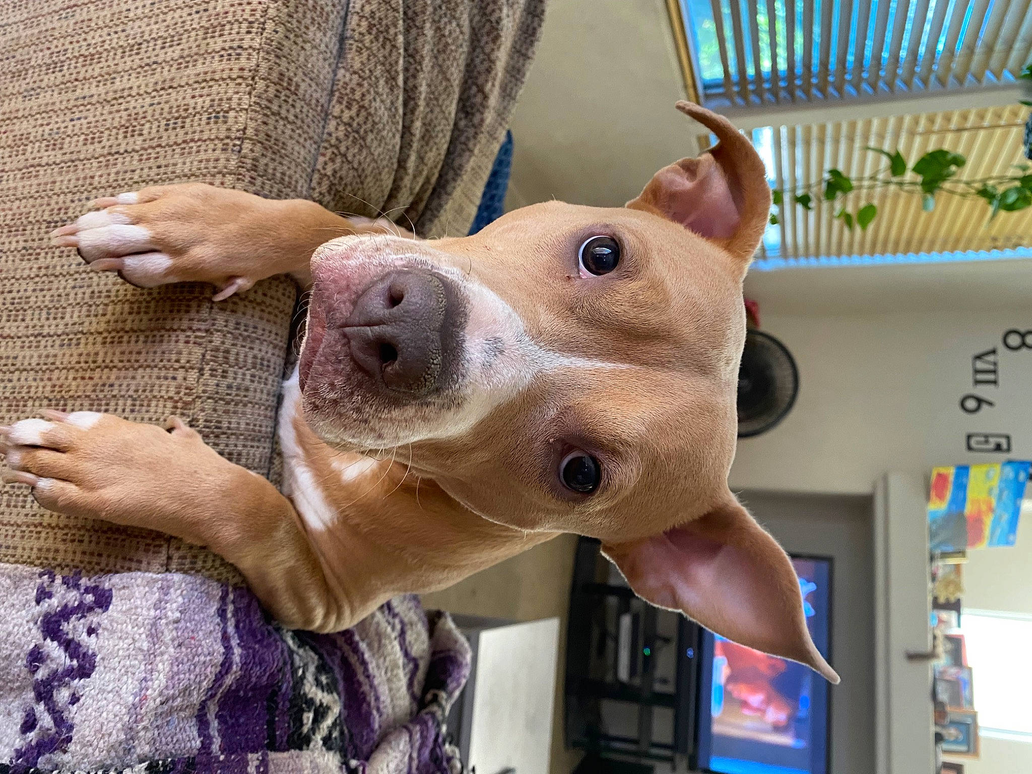 Penelope is registered to the contest to win money with this photo: canidae, carnivore, companion_dog, dog, dog_breed, domestic_pig, ear, eyewear, fawn, fun, fur, jaw, selfie, snout, sporting_group, suidae, whiskers, wood, working_animal, wrinkle