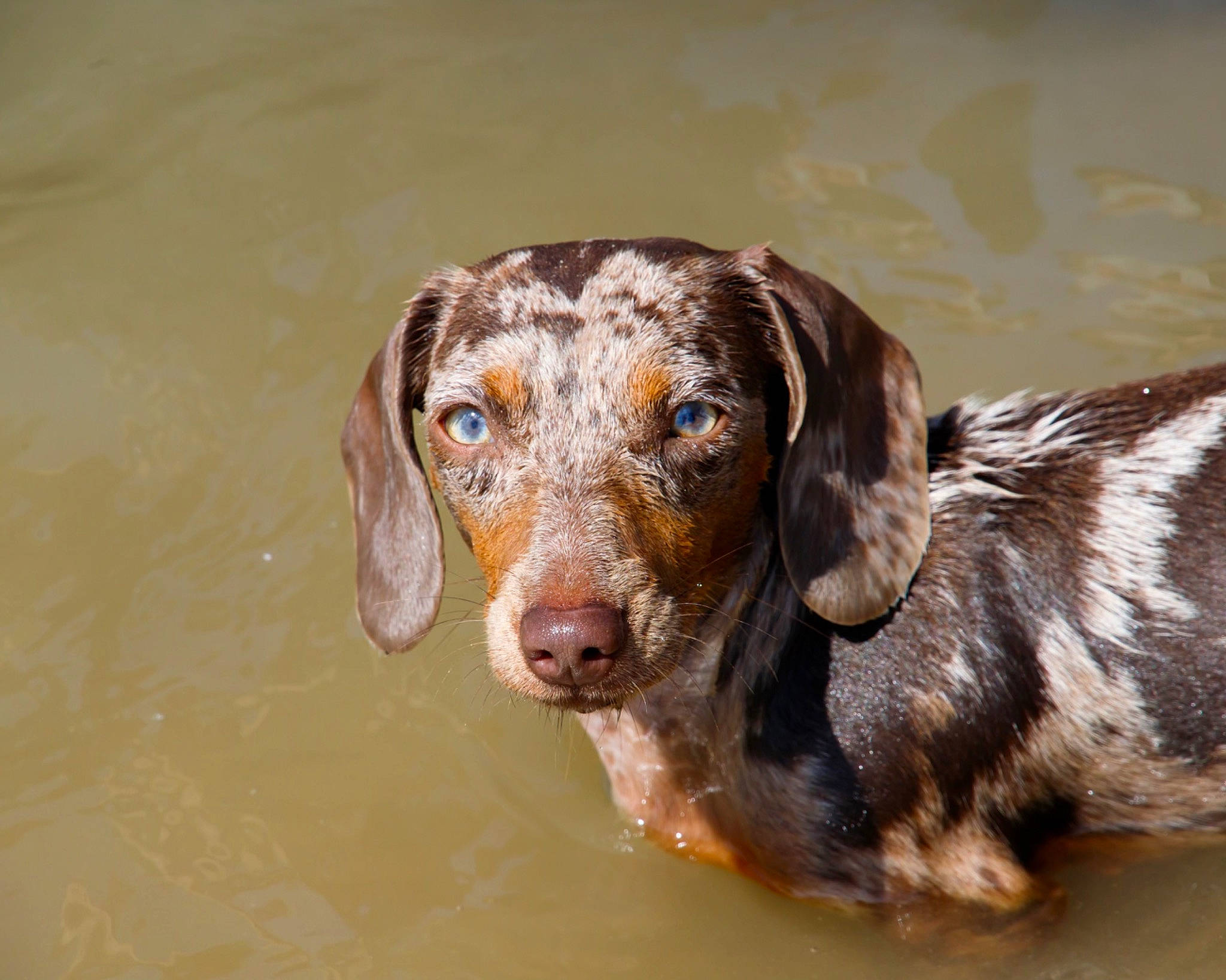 Harley joined the competition — help win amazing prizes! bathing, canidae, carnivore, companion_dog, dog, dog_breed, ear, eye, fawn, fluid, gun_dog, hound, hunting_dog, liquid, liver, sporting_group, terrestrial_animal, water, whiskers, working_animal