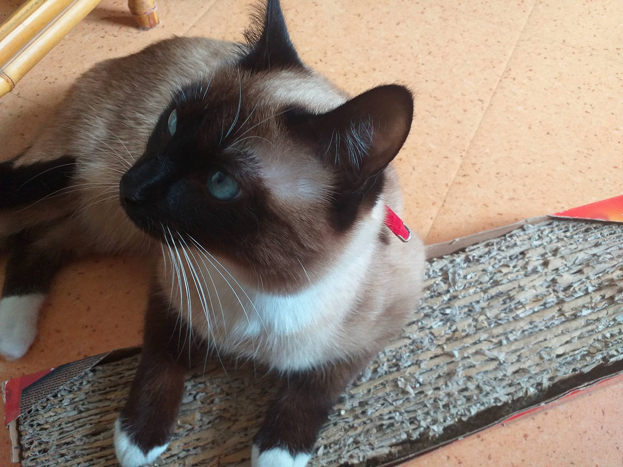 Panache participe au concours pour gagner de l'argent avec cette photo : balinese, birman, black_cat, burmese, carnivore, cat, eye, felidae, himalayan, mammal, ojos_azules, ragdoll, siamese, small_to_medium_sized_cats, snout, snowshoe, thai, tonkinese, vertebrate, whiskers