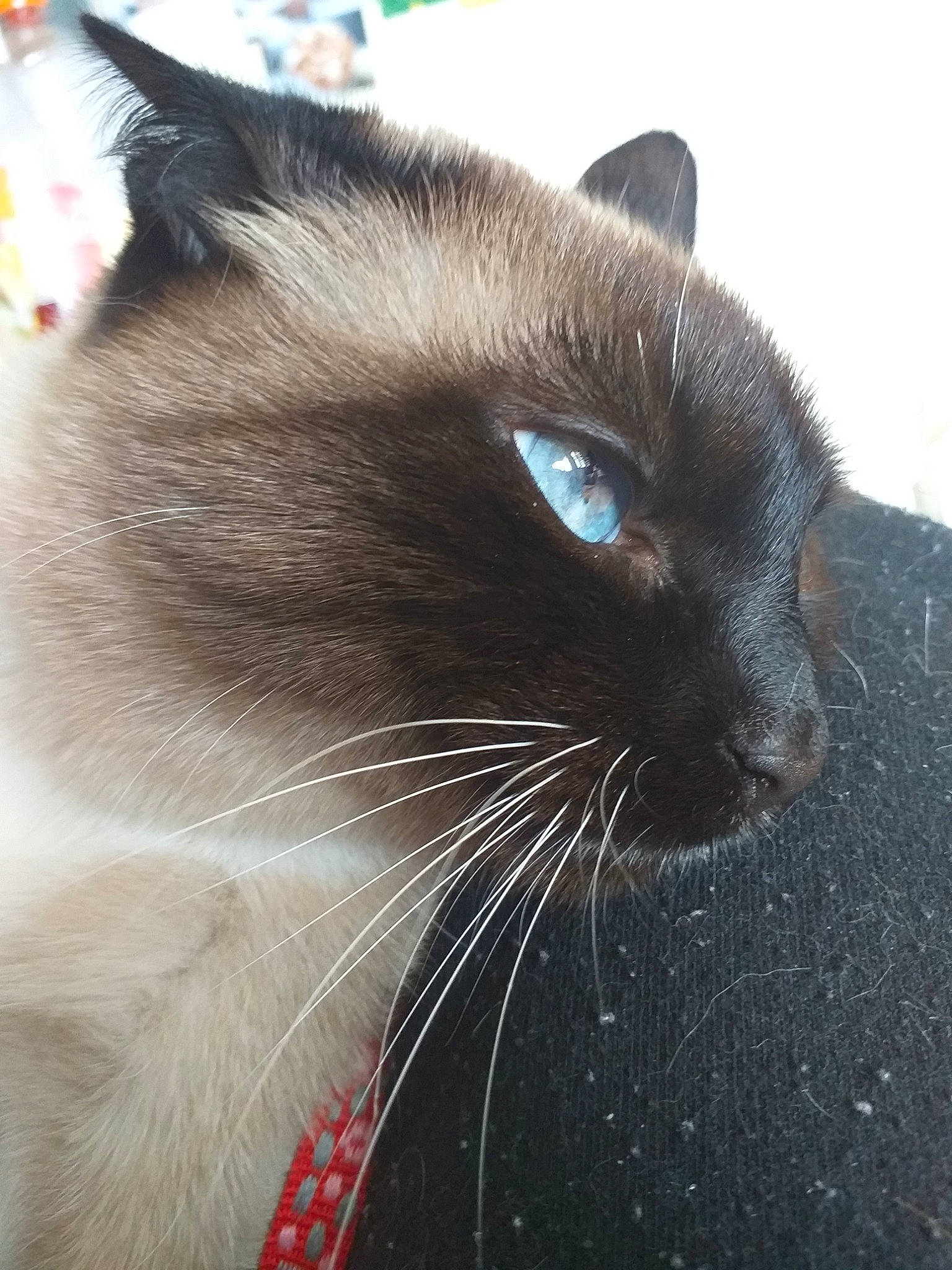 Panache participe au concours pour gagner de l'argent avec cette photo : balinese, birman, black, black_cat, burmese, carnivore, cat, close_up, eye, felidae, fur, mammal, nose, siamese, small_to_medium_sized_cats, snout, thai, tonkinese, vertebrate, whiskers