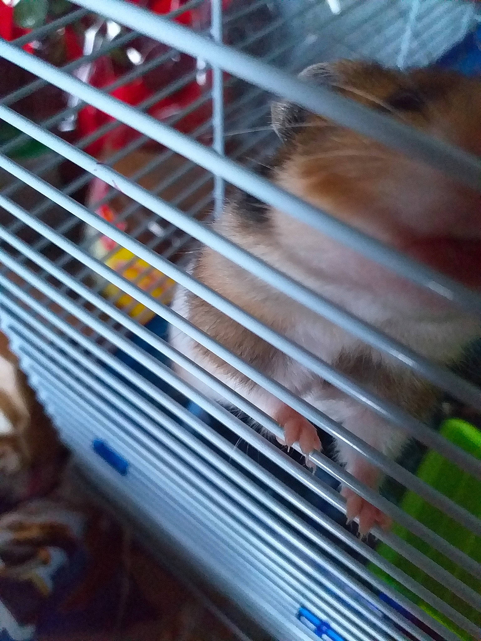 Joker a rejoint le concours — aidez-le/la à gagner de superbes lots ! cage, gerbil, hamster, muridae, muroidea, rodent
