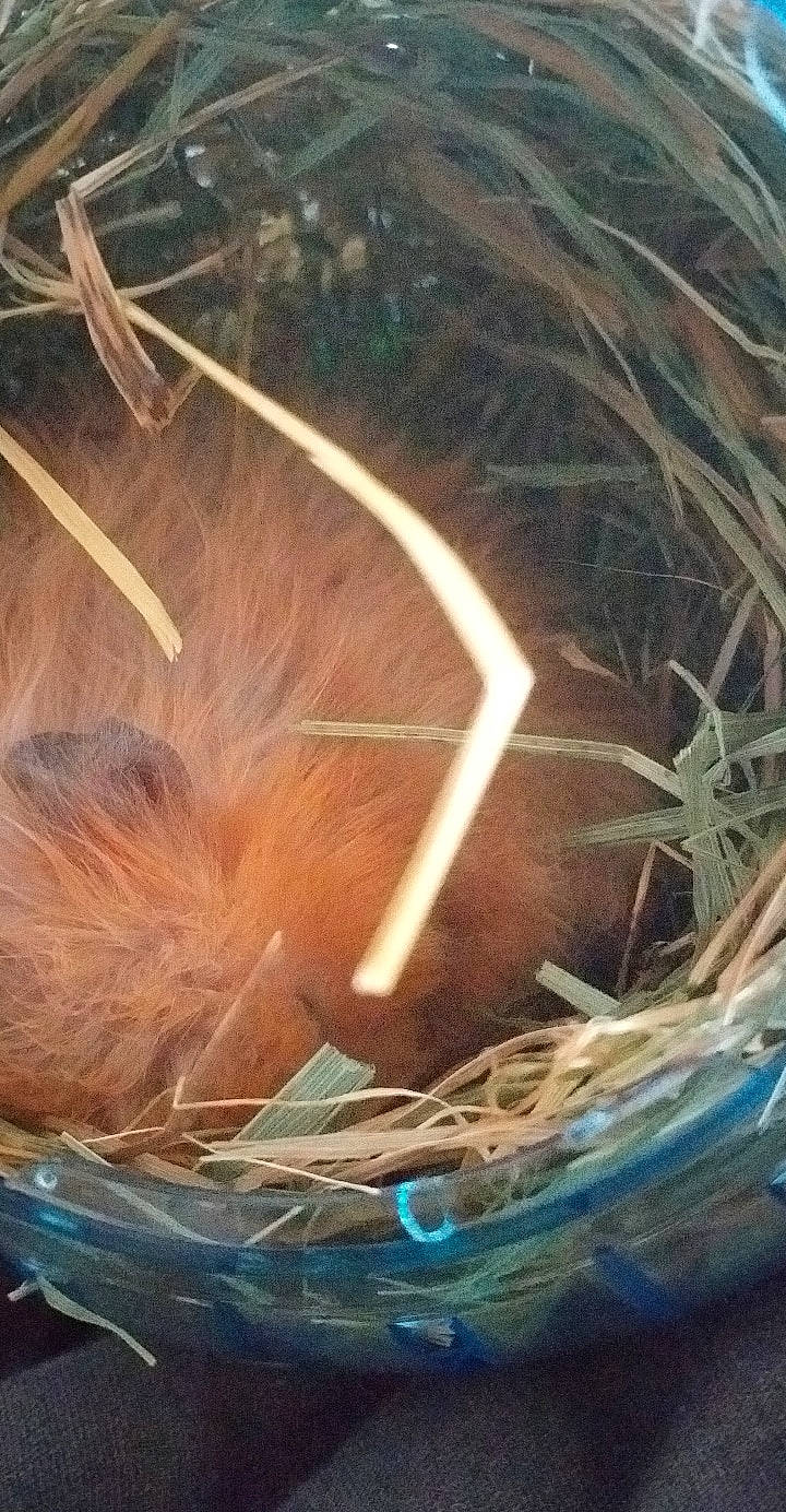 Titite a rejoint le concours — aidez-le/la à gagner de superbes lots ! bird_nest, nest, straw