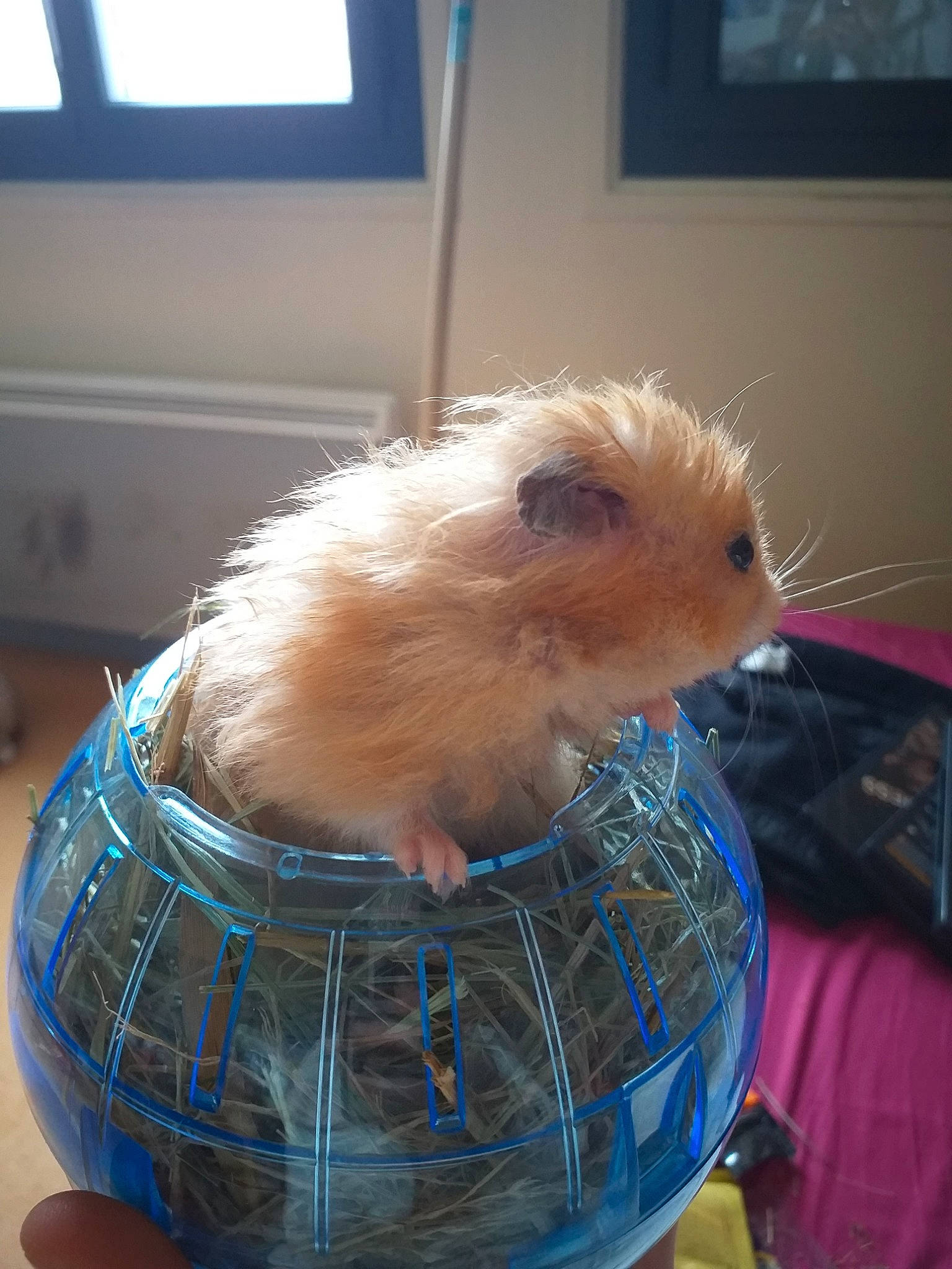 Titite participe au concours pour gagner de l'argent avec cette photo : fawn, fur, guinea_pig, hamster, muroidea, rodent, whiskers