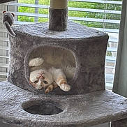 Sandy is registered to the contest to win money with this photo: animal, cat, cat_tree, cozy, cubby, curious, cute, feline, fur, gray, home, indoor, pet, playful, relaxed, resting, sunlight, upside_down, whiskers, window_blinds