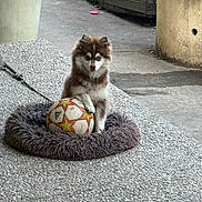 Ruby participe au concours pour gagner de l'argent avec cette photo : animal, brown_and_white, concrete, cute, dog, fluffy, football, garden, outdoor, patio, paw, pet_bed, planter, plants, portrait, puppy, sitting, soccer_ball, sports, wooden_fence