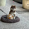 animal, brown_and_white, concrete, cute, dog, fluffy, football, garden, outdoor, patio, paw, pet_bed, planter, plants, portrait, puppy, sitting, soccer_ball, sports, wooden_fence