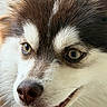 Ruby participe au concours pour gagner de l'argent avec cette photo : animal, black_fur, blue_eyes, brown_eyes, brown_fur, canine, close_up, dog, fluffy, funny, fur, husky, indoors, nose, open_mouth, pet, portrait, siberian_husky, tongue, white_fur