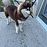 backyard, brown_and_white, chair, curled_tail, dog, fence, fluffy_dog, garden, grill, happy, house, husky, long_fur, open_mouth, outdoor, patio, pet, pointed_ears, smiling, standing