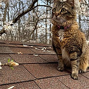 Belle joined the competition — help win amazing prizes! alert, animal, blossom, cat, closeup, collar, curious, cute, daylight, flower_petals, fur, mammal, nature, outdoor, pet, roof, spring, tabby_cat, tree_branch, whiskers