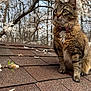 alert, animal, blossom, cat, closeup, collar, curious, cute, daylight, flower_petals, fur, mammal, nature, outdoor, pet, roof, spring, tabby_cat, tree_branch, whiskers