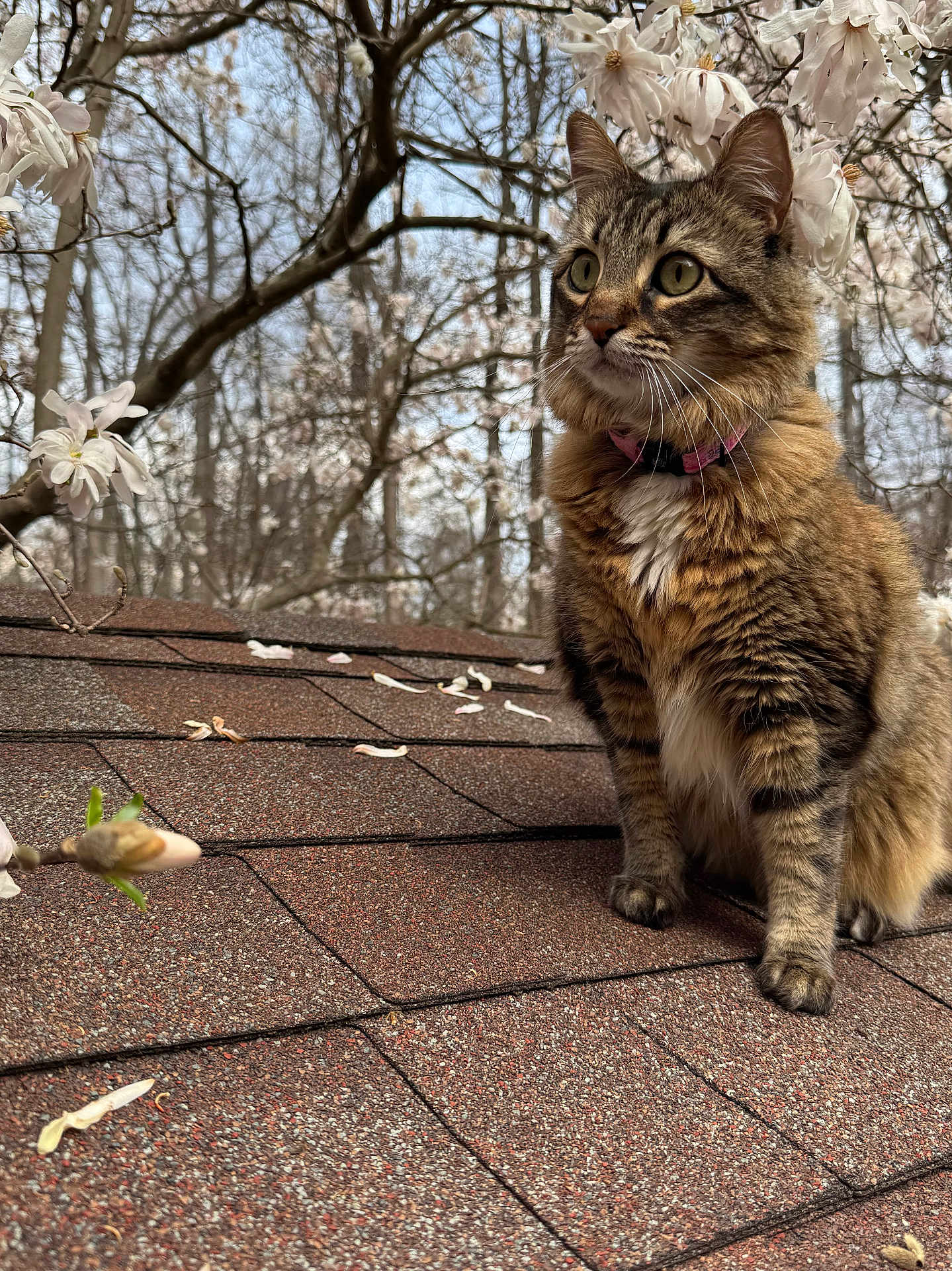 Belle joined the competition — help win amazing prizes! alert, animal, blossom, cat, closeup, collar, curious, cute, daylight, flower_petals, fur, mammal, nature, outdoor, pet, roof, spring, tabby_cat, tree_branch, whiskers